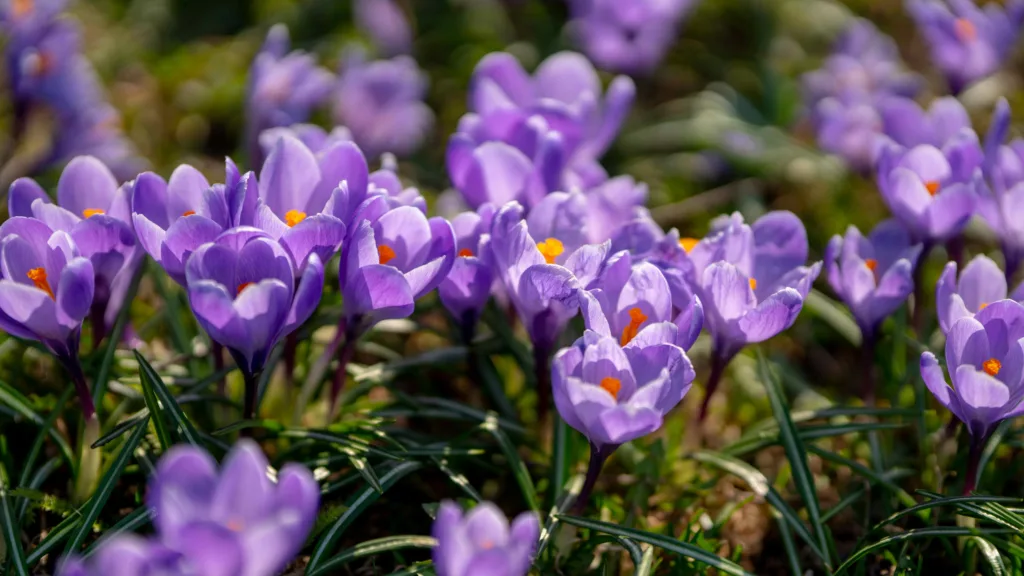 A collection of beautiful crocus bring great colour to your garden in spring