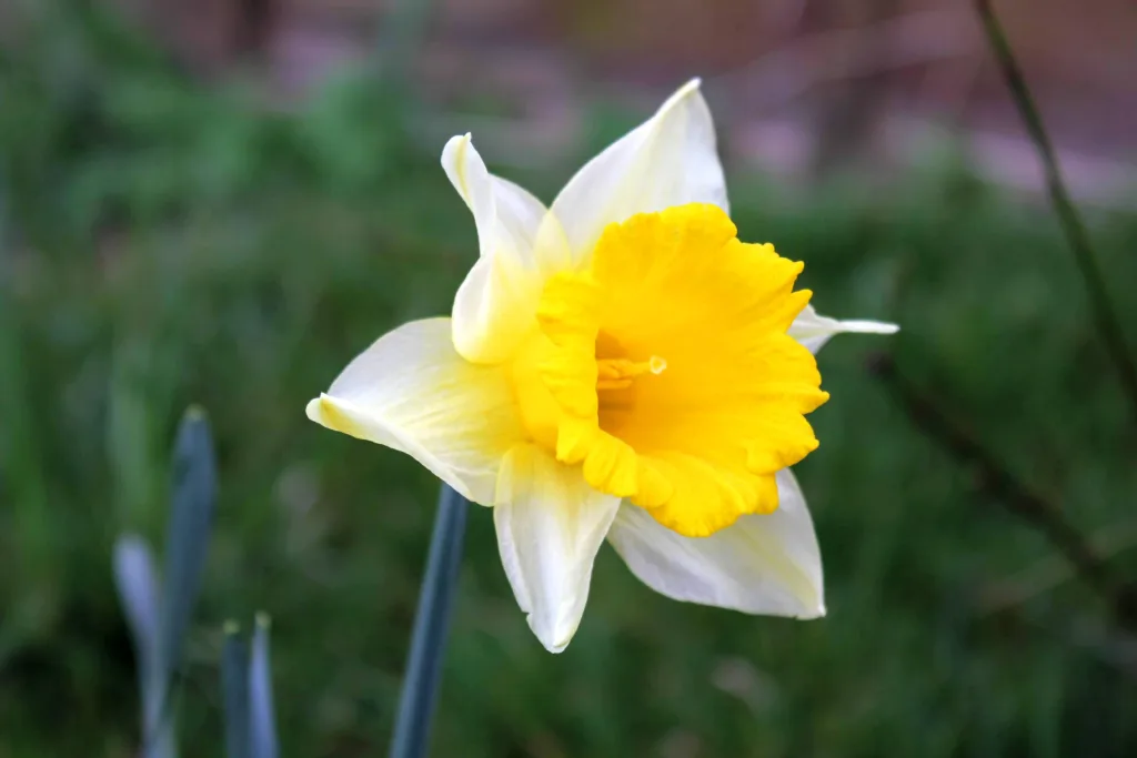 A spring daffodil brings a great yellowy colour to your garden