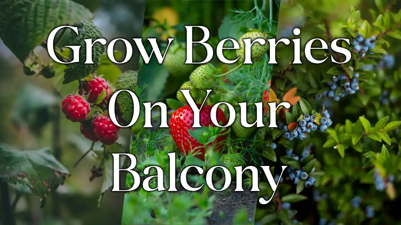 How To Grow Berries On Your Balcony