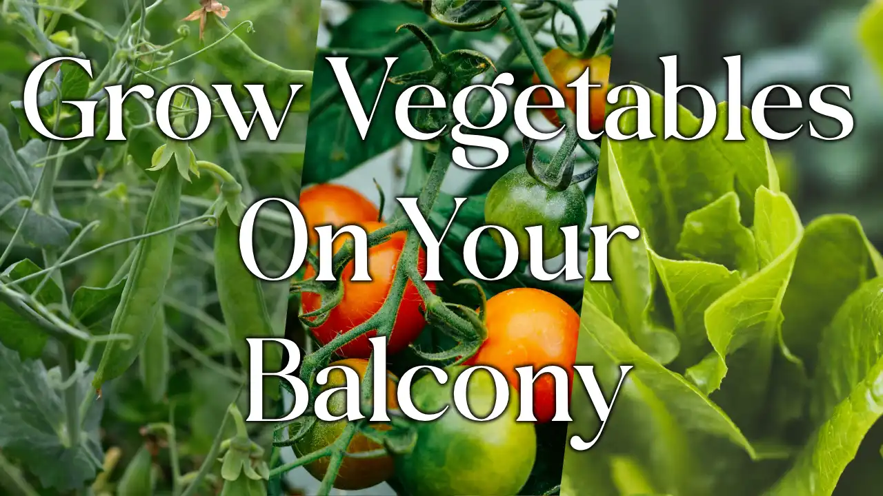 How To Grow Vegetables On Your Balcony