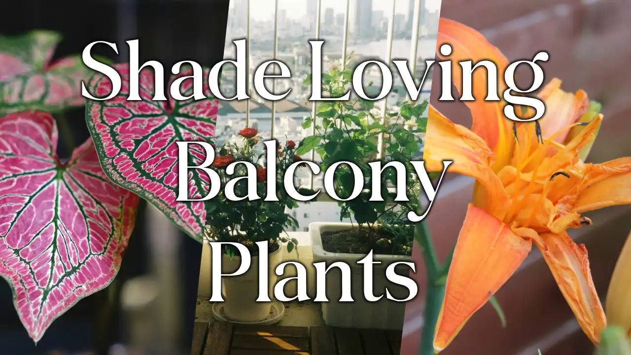 Top 10 Shade Loving Plants For Your Balcony