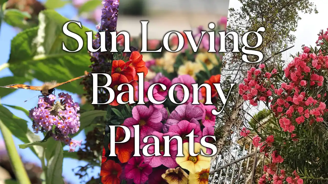 Top 5 Plants For Sunny Balconies