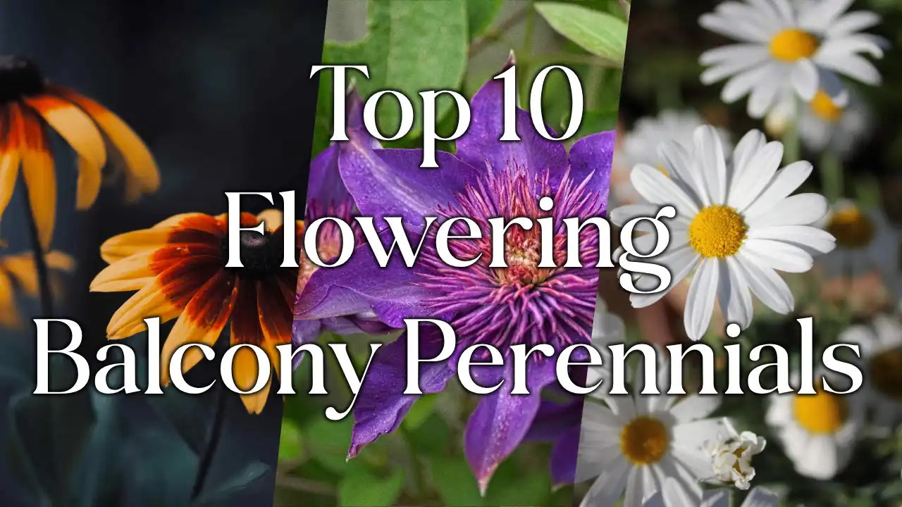 Our Top 10 Perennial Flowers For Your Balcony