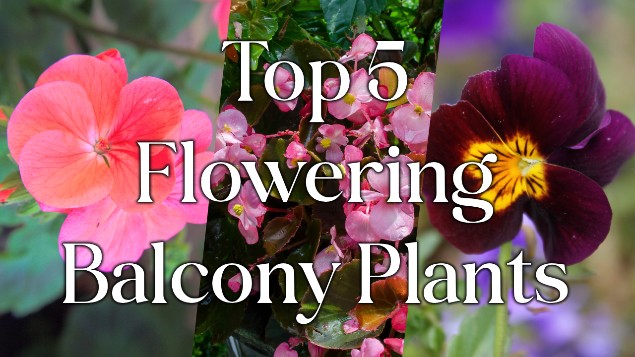 Top 5 Flowering Plants For Your Balcony Garden
