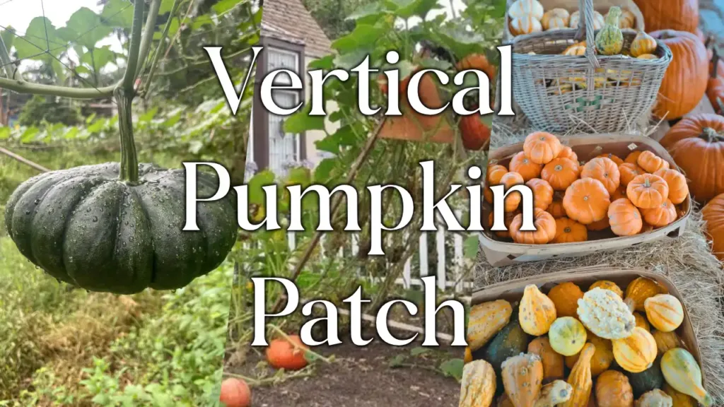 How To Grow Pumpkins Vertically